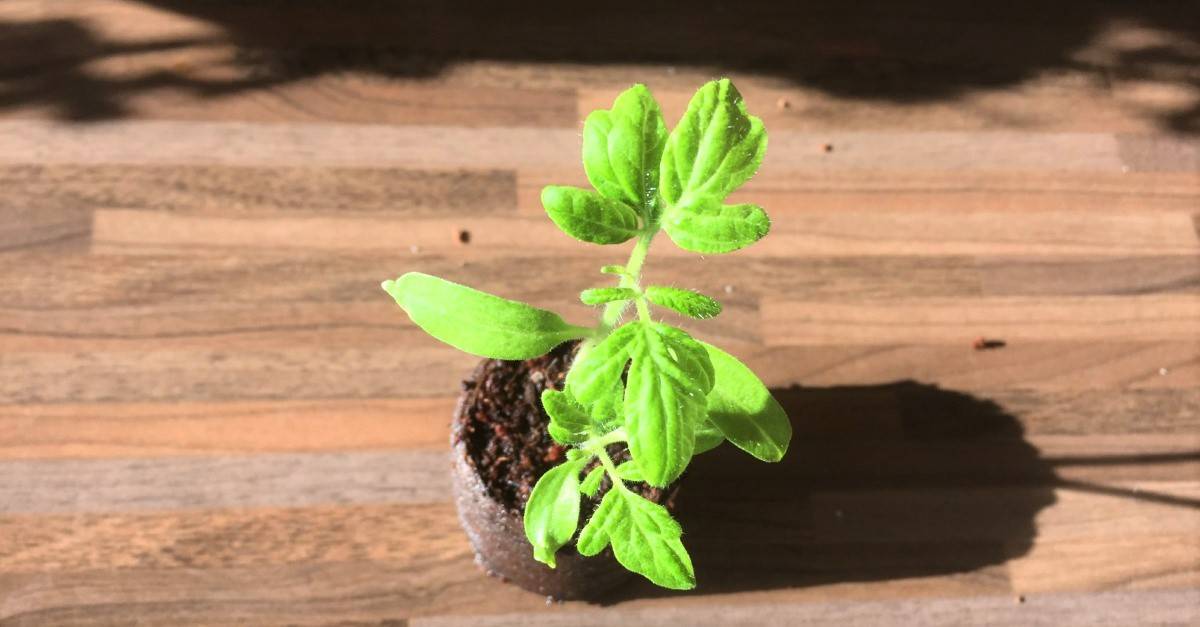 Eine Pflanze im Wachstum - Wie Sie als kleines Unternehmen professionell rekrutieren